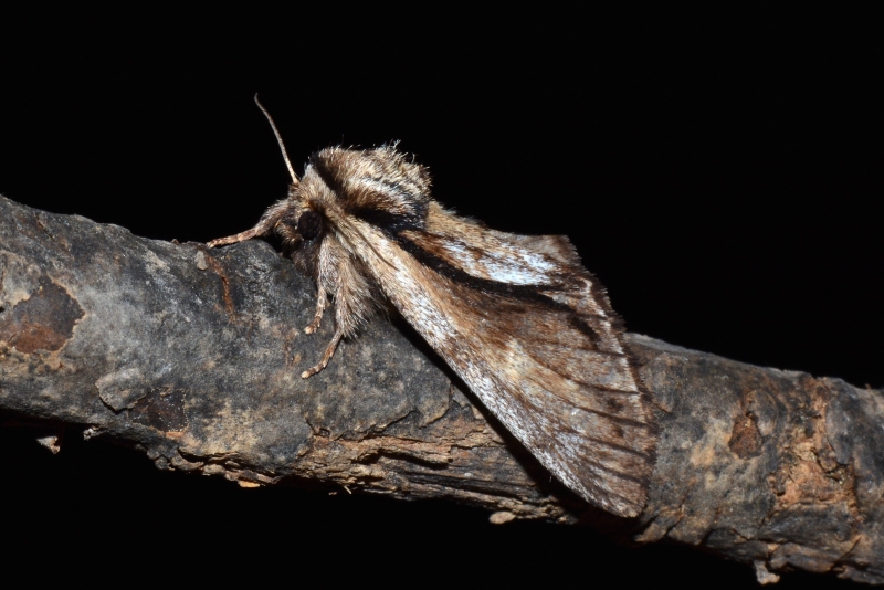 Notodontidae: Paradrymonia vittata